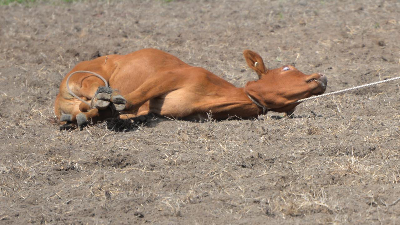 A petition with 60,000 signatures has called for an end to calf roping in Queensland rodeos