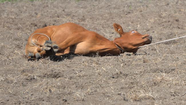 A petition with 60,000 signatures has called for an end to calf roping in Queensland rodeos