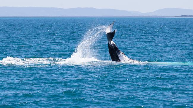 A humpback whale enjoys the pristine waters of Moreton Bay. Photo: Brisbane Whale Watching.