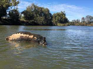 HOLY COW: South Gundurimba resident Phill Terry' took photos of "carnage" he discovered along the Richmond and Wilson Rivers. Picture: Phill Terry