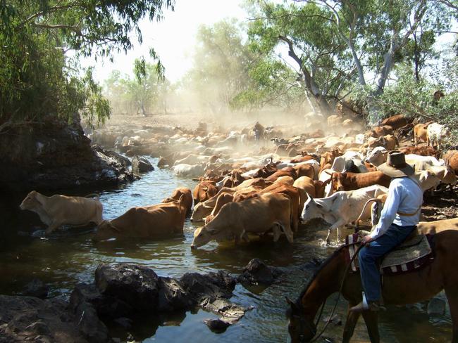 AgForce_Producer with cattle_horseback through creek.