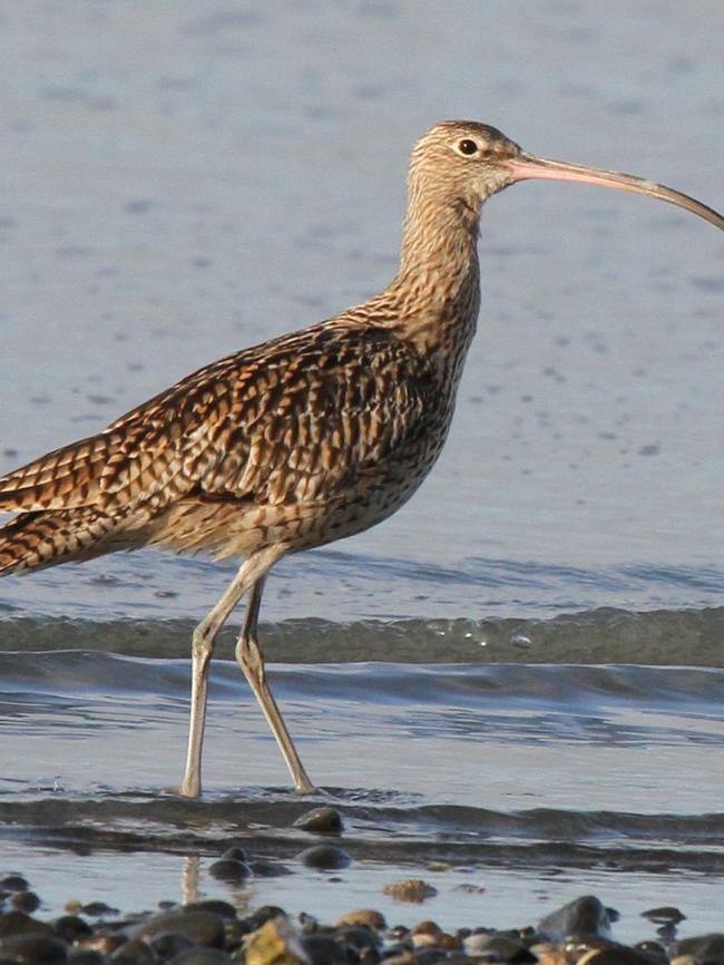 The eastern curlew. Picture: Duncan Watson