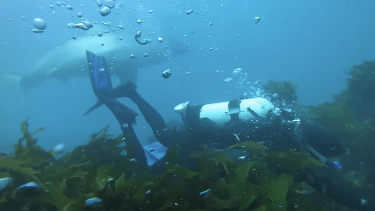 Divers’ shock run in with huge shark