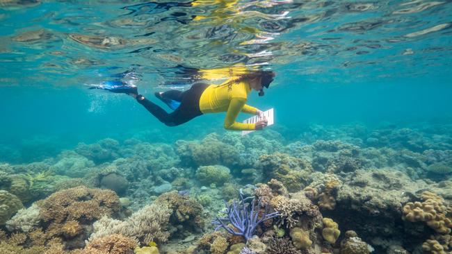 The Great Barrier Reef has suffered in recent years. Photo: supplied