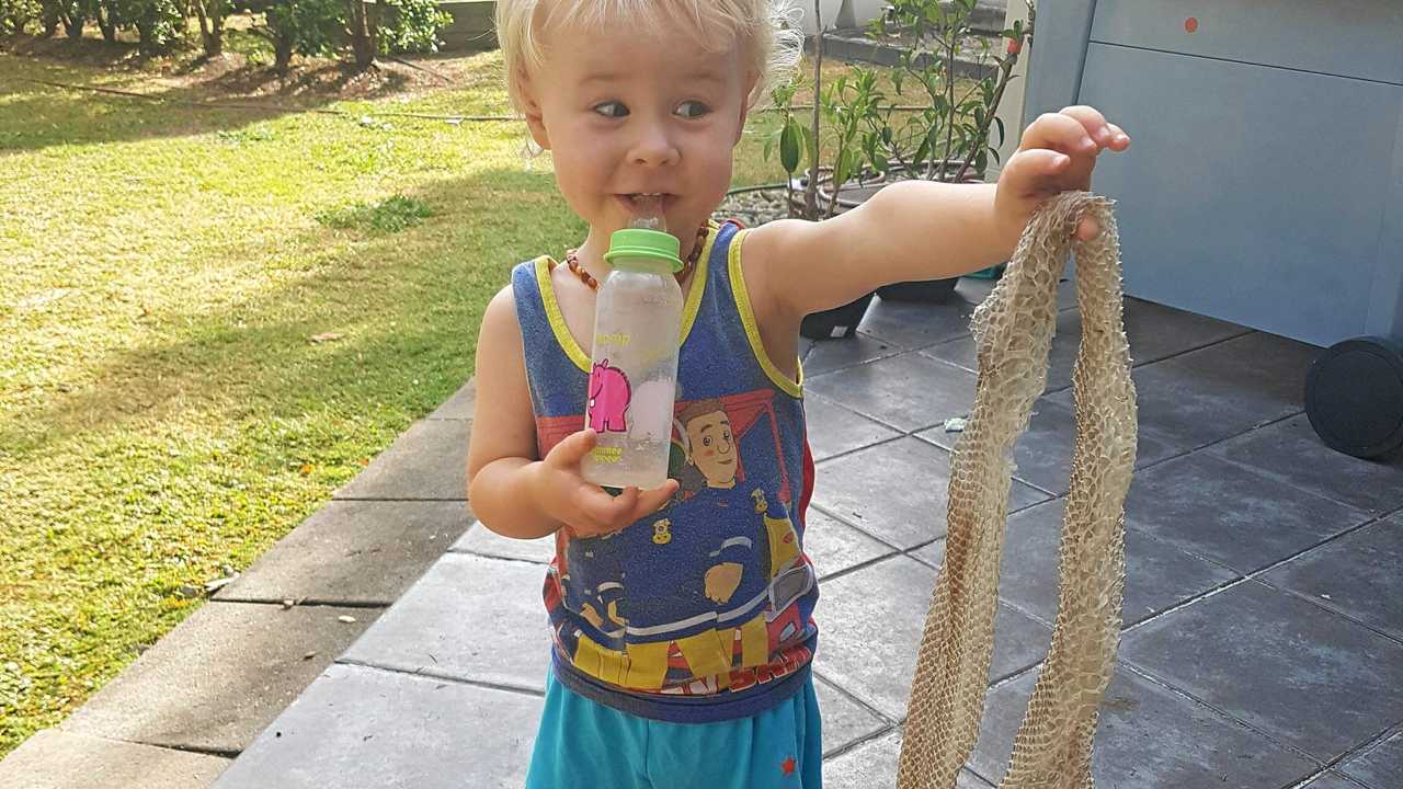 EVIDENCE: Little Sam, 2 holds up the snake skin left behind by the python 6 weeks prior to it showings its face at their Nambour home. Picture: Megan Manley