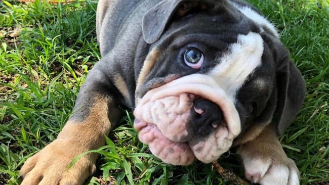 Owners Kayla Johnson and Phil Street have spent their savings keeping their six-month-old puppy Biggie Smalls on life support at a Carrara vet clinic. Photo: Facebook