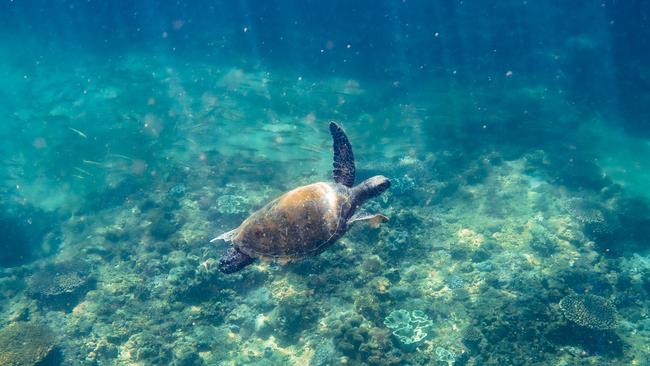 A turtle in the waters off Mudjimba Island. Picture: Sunreef