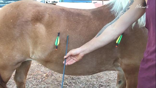 Horse shot with arrows through it's side