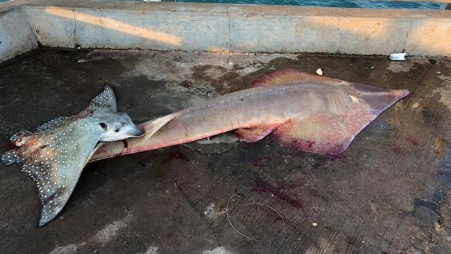 A large shovel-nosed shark and an eagle ray were left for dead at the Mandorah jetty after their tails were cut off. Picture: Supplied