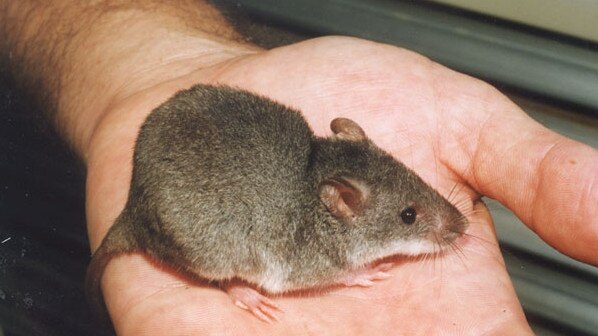 Some residents report at least 30 mice have been located at their Gracemere property.