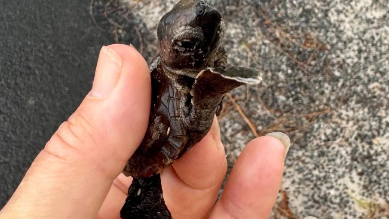 WATCH: Tiny turtles crushed, lost as lights shine on popular beach