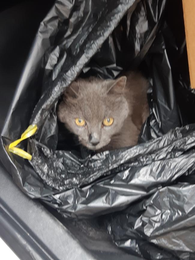 Stich after being found inside the bag. Picture: RSPCA South Australia