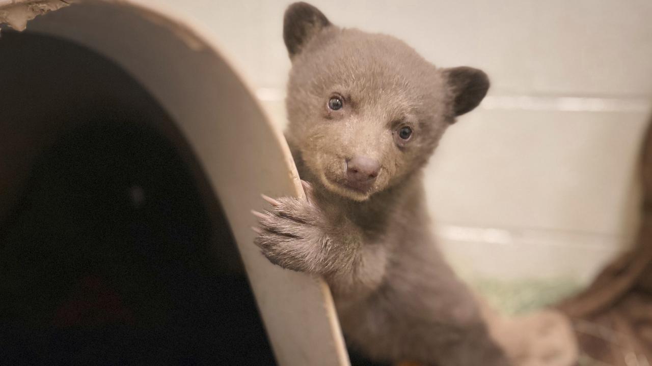 In this photo provided by San Diego Humane Society, a bear cub, which was found alone in Los Padres National Forest, is housed at the San Diego Human Society Ramona Wildlife Center on Wednesday, April 16, 2025, in Ramona, Calif. (San Diego Humane Society via AP)
