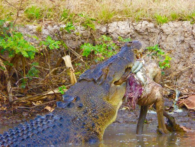 A giant 5m saltie chowing down on a healthy lunch of wallaby at Coroborree Billabong/ Picture:: DAVID McMAHON