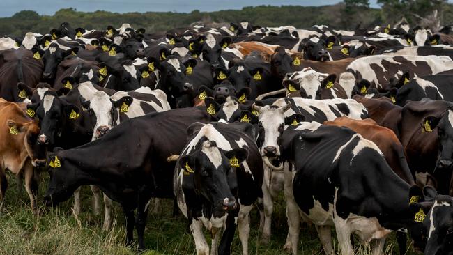 Dairy cows at Woolnorth. Picture: Phillip Biggs