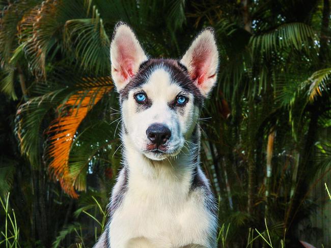 Fluffy Dogs.14-week-old Siberian Husky puppies for sale on gumtree. Story is about a breakthrough working towards people with allergies being able to own fluffy dogs.Hunter the 14-week-old Siberian Husky pup.Picture: NIGEL HALLETT