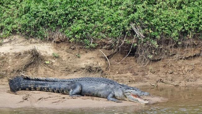 A large croc, known to locals as Clyde, is known to inhabit an area where Babinda Creek meets the Russell River. Picture: Gus Lee