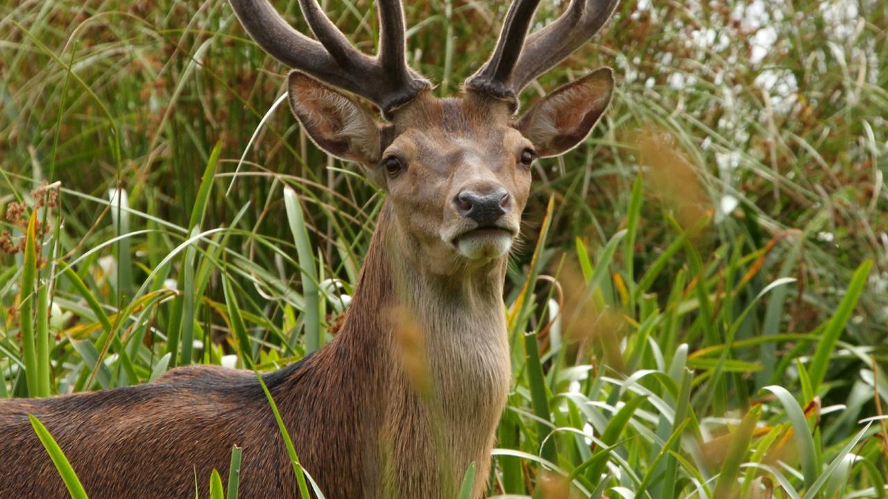 Australia ‘losing the war’ against feral pests