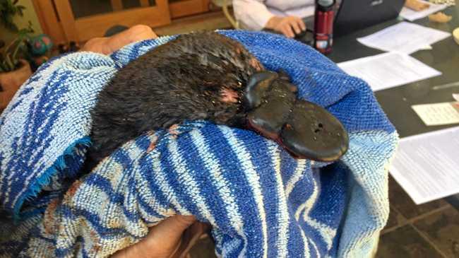 Miley the injured baby platypus was found near Six Mile after having a fishing line tangled around its neck on Sunday morning. Picture: Sharon James