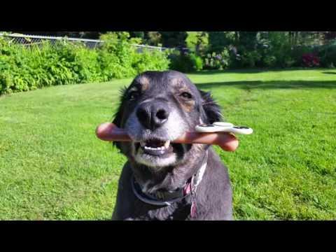 Talented Dog Shows Off Fidget Spinner Trick. Credit - Ghost Hits via Storyful