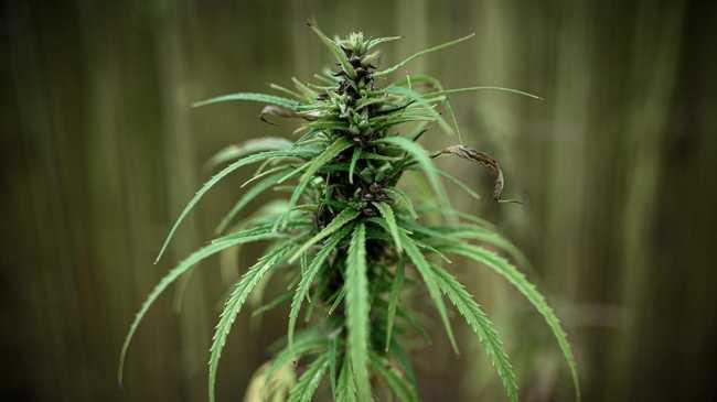 CANNABIS AS A CURE?: The couple claimed the drug reduced anxiety without extreme side-effects.