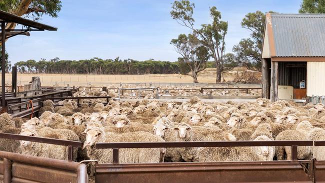 The sheep and cattle farm was included in the sale.