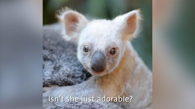 Australia Zoo's first ever white Koala joey