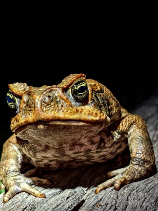 Cane toads, no longer safe from the Australian Ibis.