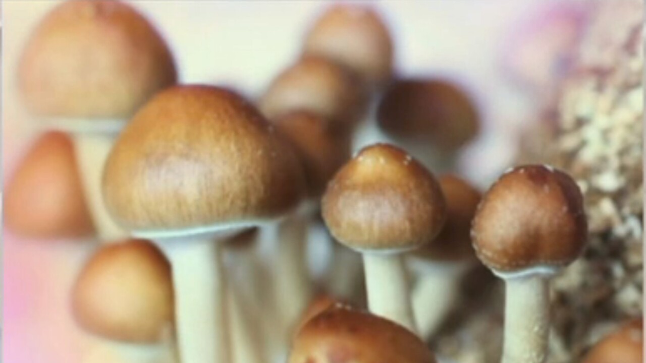 World first: Australian psychiatrists begin prescribing MDMA and psilocybin