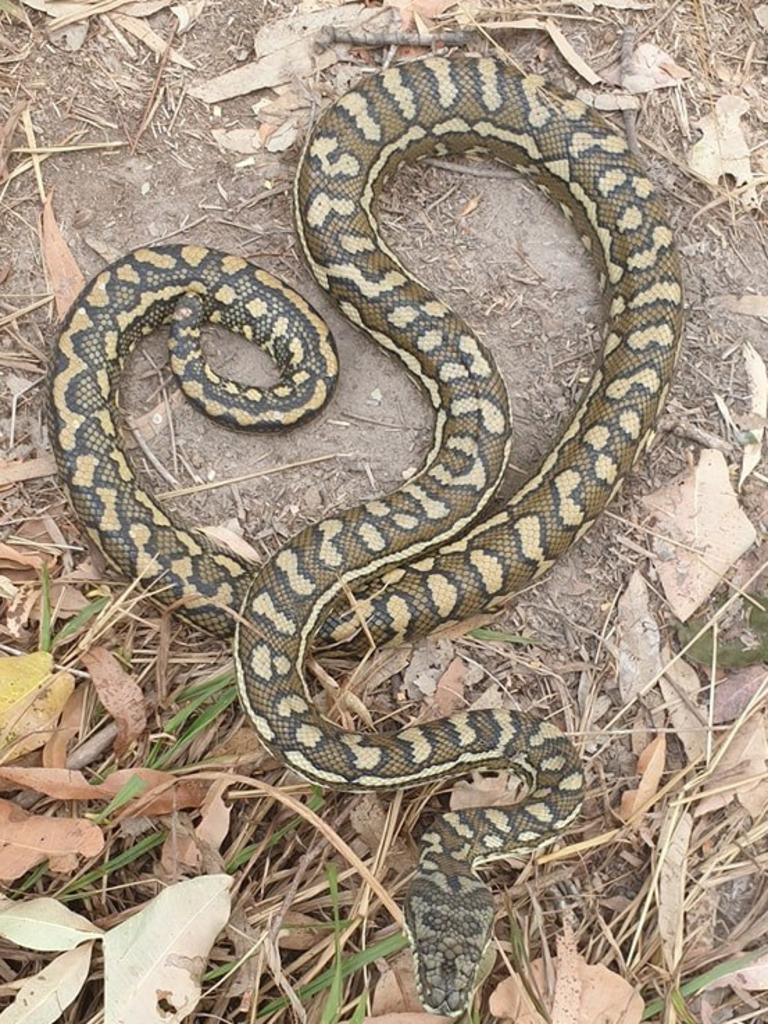 Carpet python from Eagleby. Gold Coast and Brisbane Snake Catcher Tony Harrison's best photos. Photo: Gold Coast and Brisbane Snake Catcher