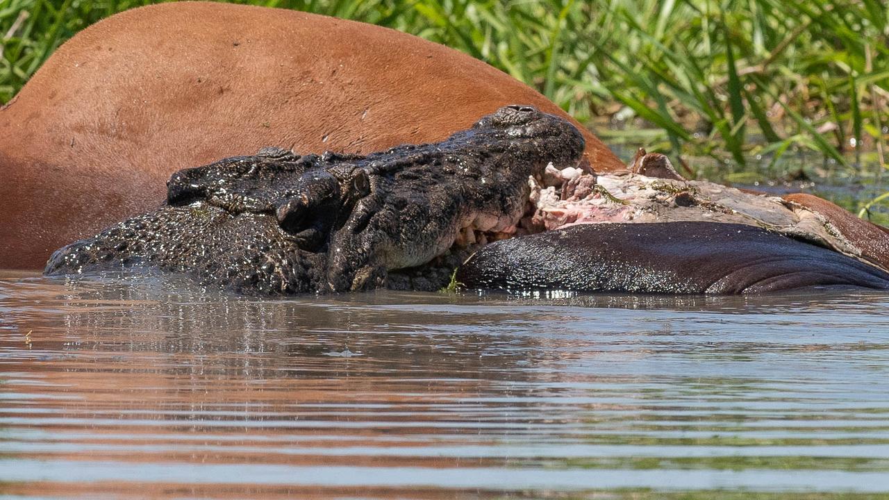 Michele Bain snapped some great photos of crocs doing what they do best – chewing into meat, while out on Corroboree Billabong recently. Picture: Michele Bain