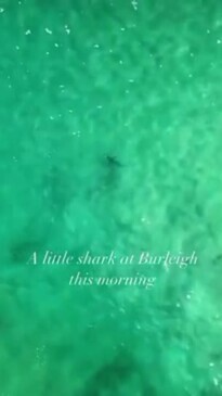 Shark sighting at Burleigh Heads beach