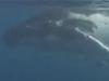 Snorkeller’s heart-pounding encounter with curious humpback