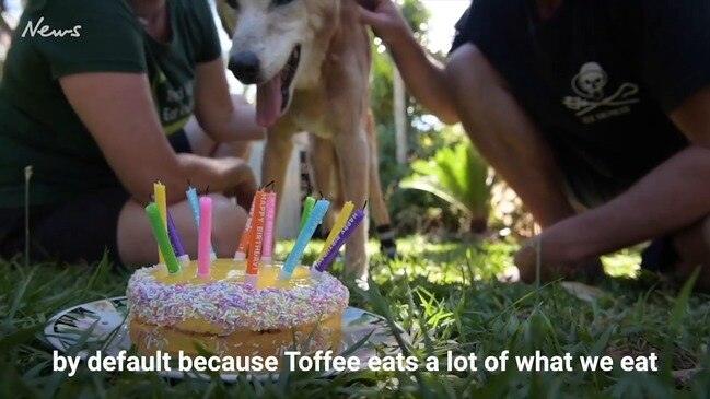 Vegan Dingo turns 19