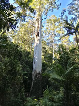 Giant trees of Australia among the world’s tallest | news.com.au ...