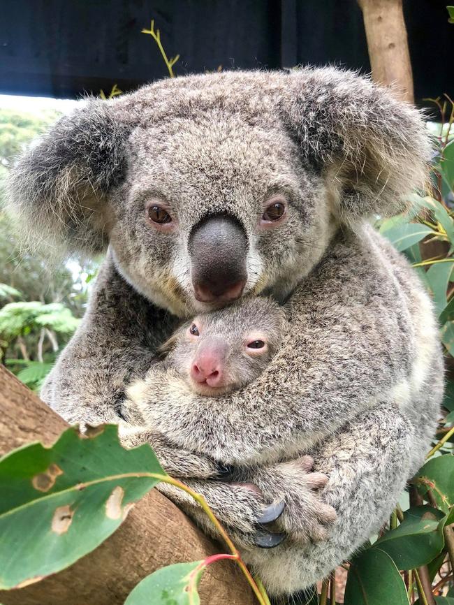 The Australian Reptile Park opened today, with people keen to see the first koala joey born after the bushfire season. Picture: Australian Reptile Park