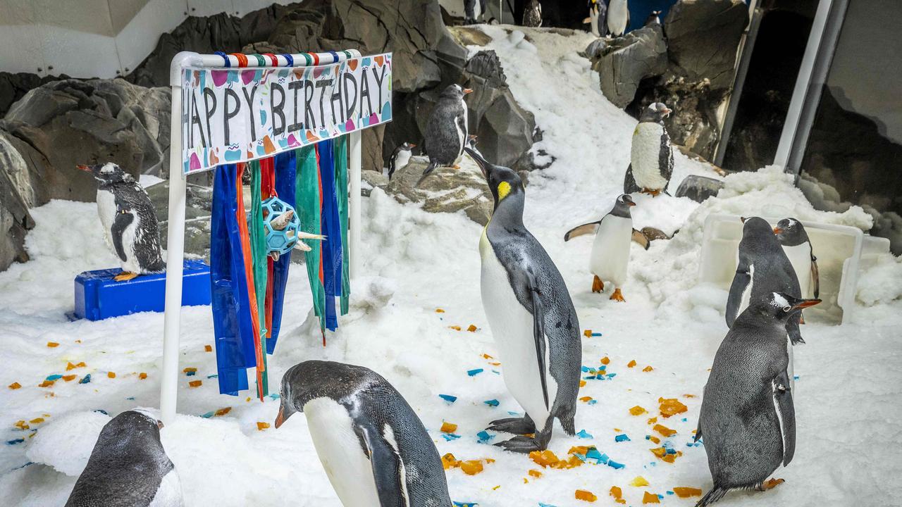 Pesto and his penguin friends will enjoy their own penguin friendly cake. Picture: Jake Nowakowski