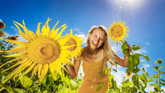 Eva Kettle, 23 enjoys the Sunflowers at her families business Farm &amp; Co in Cudgen. Picture: Nigel Hallett