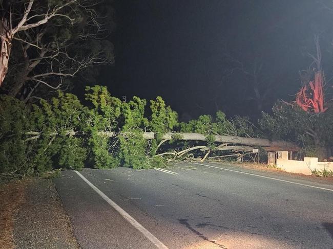 Tree down on Torrens Valley Road, 1 Sept 2024 . Picture: Mount Pleasant CFS