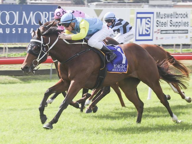 Fifty Five Mustang can make it back-to-back wins when he steps out his home track. Picture: Bradley Photos