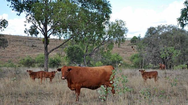 Geoff Maynard runs Belmont Red cattle at Mt Eugene at Jambin in central Queensland. March 2018. Picture: FIONA SHEEAN