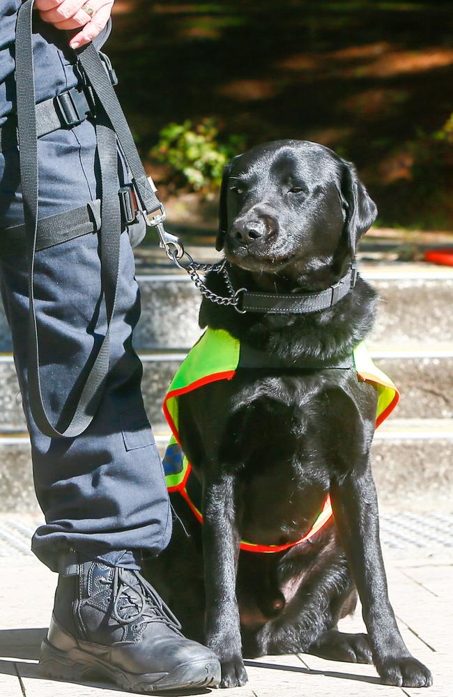 Tasmania Police dog PD Fang is heading to retirement after years of working on keeping the state’s border’s safe. Picture: PATRICK GEE