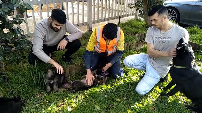 The four puppies were found dumped in a front yard this morning.