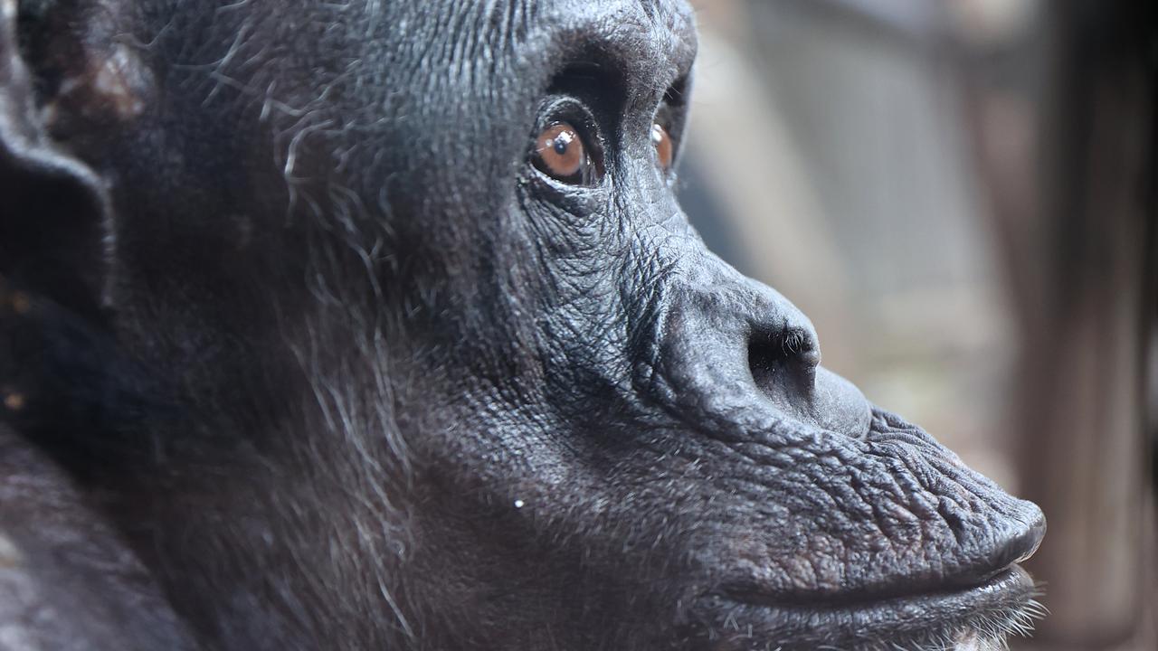 The matriarch of the zoo’s chimp community, was euthanised after suffering an acute medical issue.