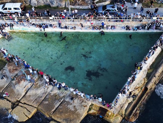 An injured great white shark that washed itself onto Manly Beach was taken to Fairy Bower ocean pool by Manly SeaLife Sanctuary staff to assess its condition. Picture: Toby Zerna