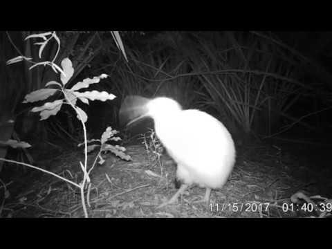 Rare White Kiwi Courts Mate With Shrill Call. Credit – Pukaha Mount Bruce via Storyful