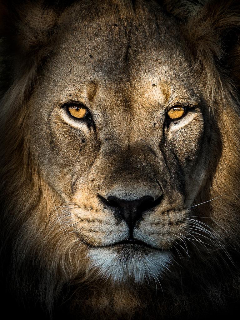 ‘African Mystery’ ... The photo was taken during my last trip in Kalahari (Kgalagadi Park, South Africa), last September. The Kalahari lions are famous for their black mane. After a long drive through the park, I came across two of them, sharing a springbok kill. A violent fight took place between the two to get the best pieces. They ultimately headed towards the nearby waterhole, where they got a rest during the sunset, which gave me the perfect opportunity to capture their legendary beauty. Picture: Matthieu Rivart, France, Entry, Open, Wildlife (Open competition), 2018 Sony World Photography Awards