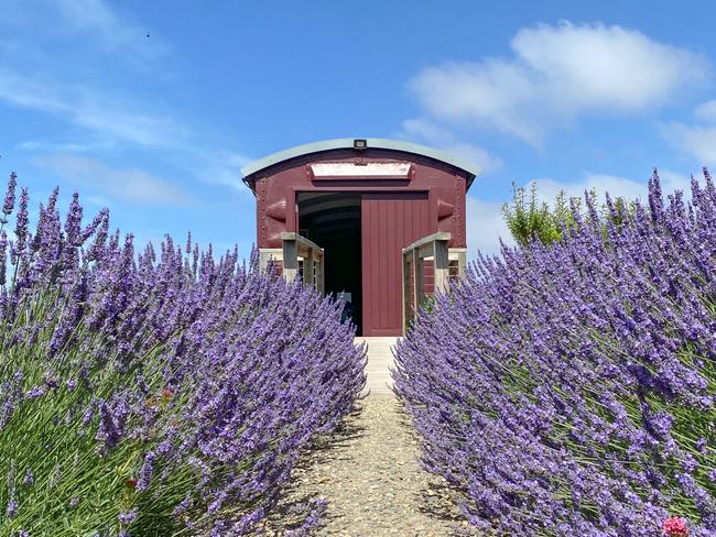 EMBARGO FOR TWAM, 21 SEPTEMBER 2024. FEE MAY APPLY. Garden designer Elizabeth Ganguly's own garden - Indigo Blue, at Port Elliott, South Australia. Photo: Supplied