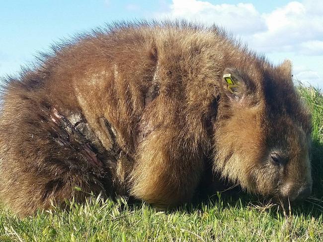 Deadly disease sweeping through populations of wombats in Tasmania known as scapoctic mange. Picture: ALYNN MARTIN