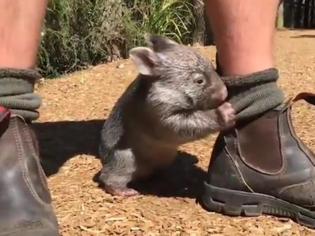 Little George the wombat clings to Tim Faulkner's sock at the Australian Reptile Park at Somersby on the NSW Central Coast. Picture: Supplied